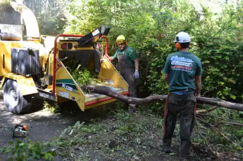 tree services Nevada